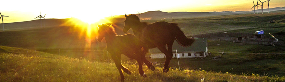 Windy Coulee Canadian Horses