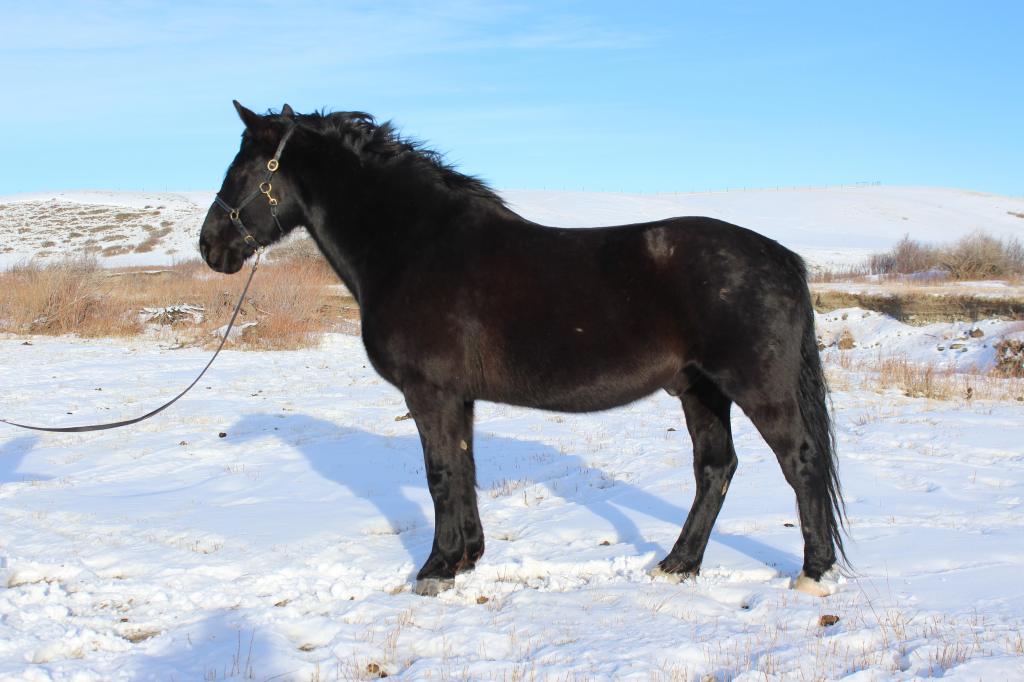Windy Coulee Canadian Horses   Welcome Bienvenue 