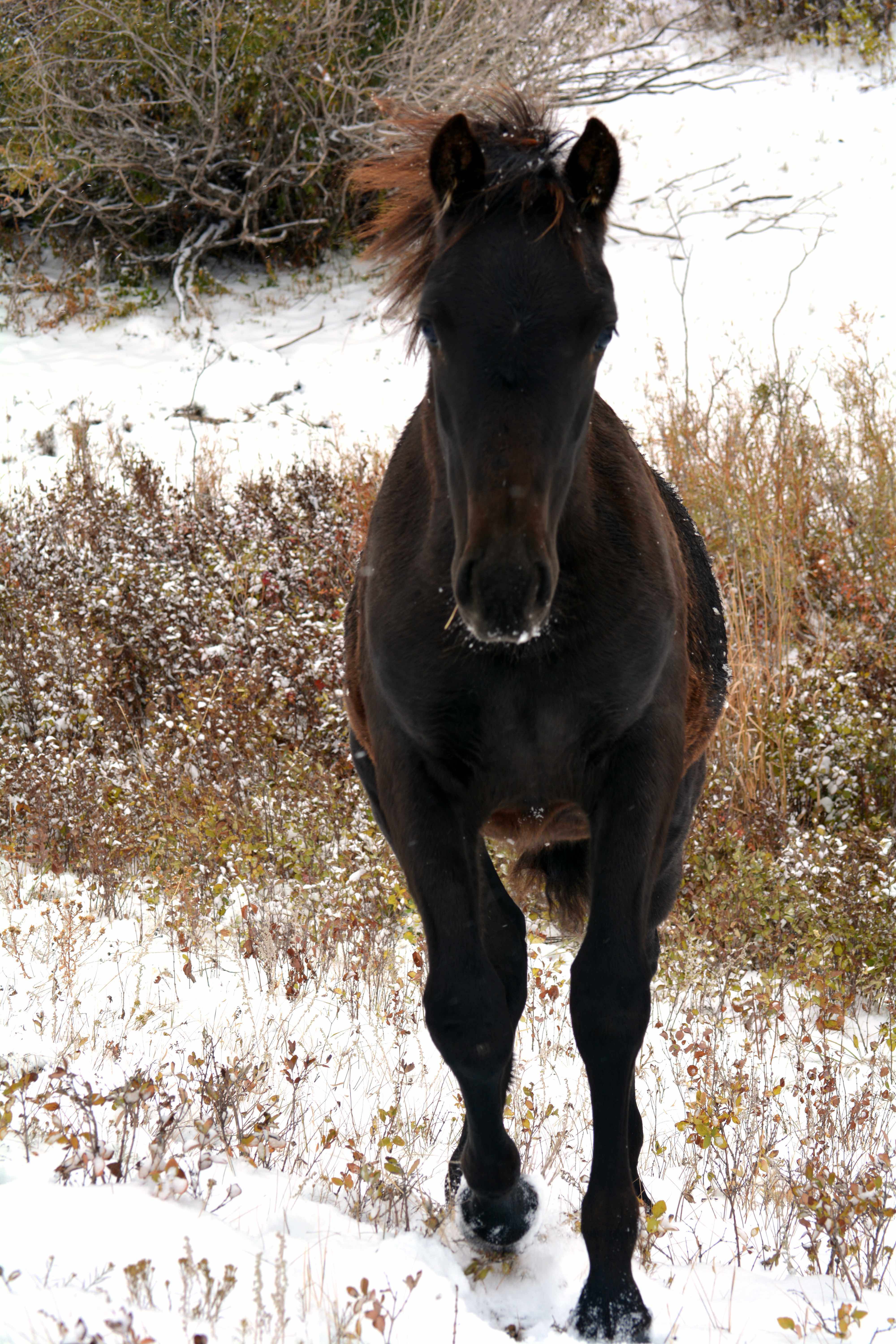Windy Coulee Zefyr Ferraro front