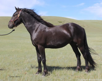 Windy Coulee Phenom Alator pose