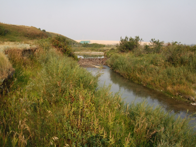 Beavers of Beaver Creek