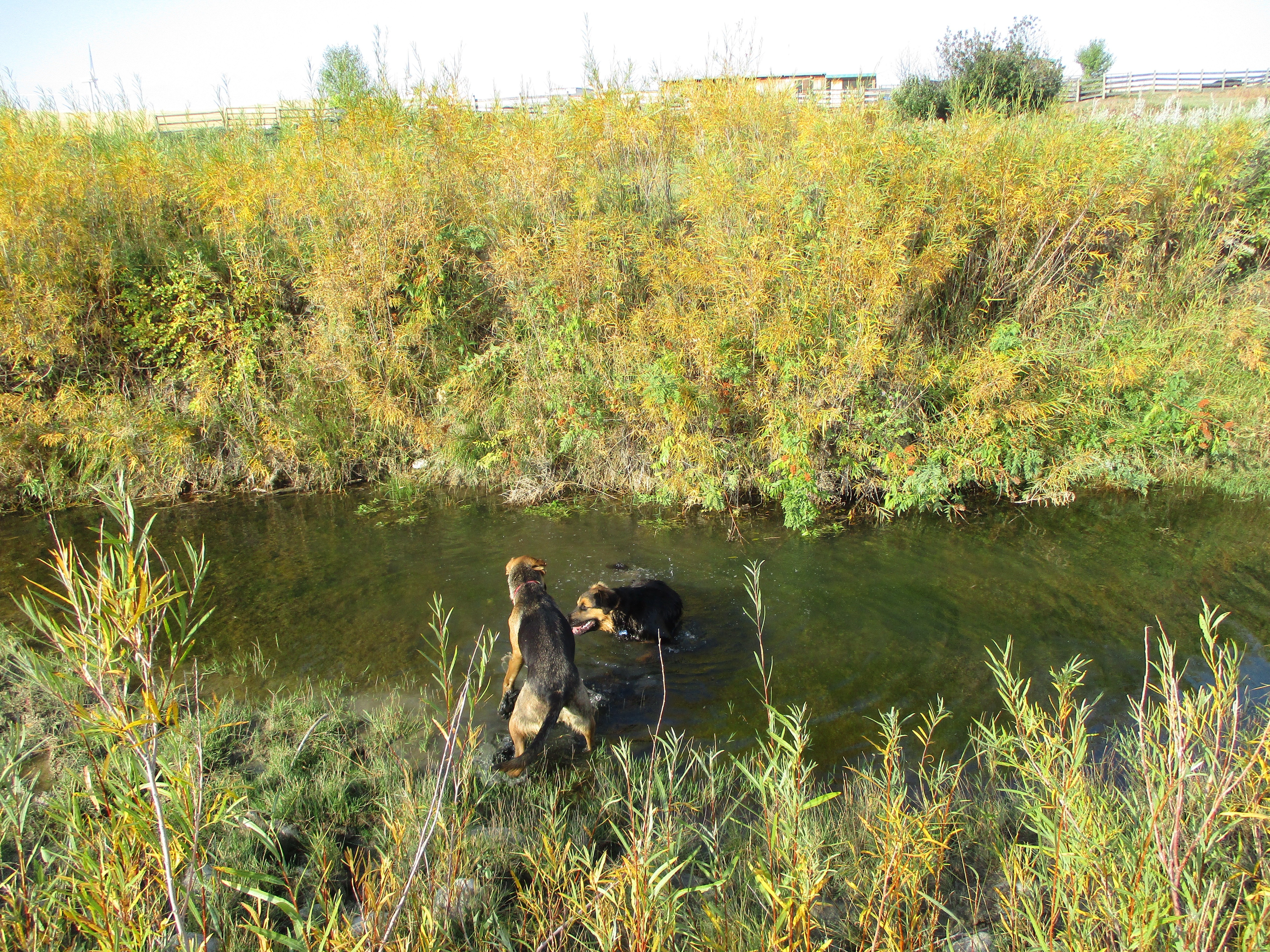 Beavers can live on willows along the creek.