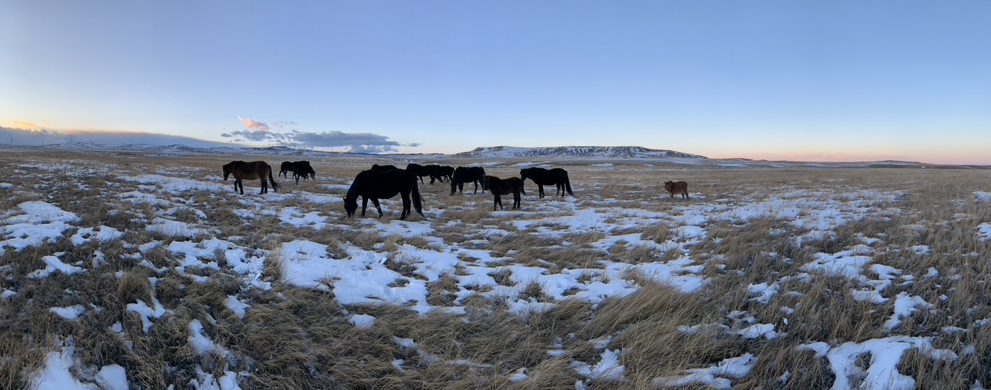 A Love Letter to the Horses by Heidi Eijgel February&nbsp;2023