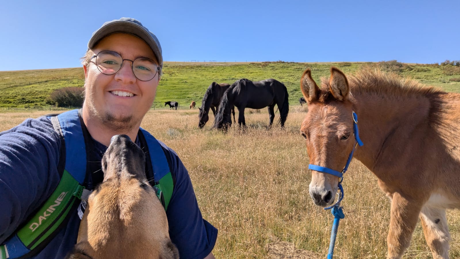 Wwoof guest Chris hiking with Missy and Leia with Canadian Horses following along!