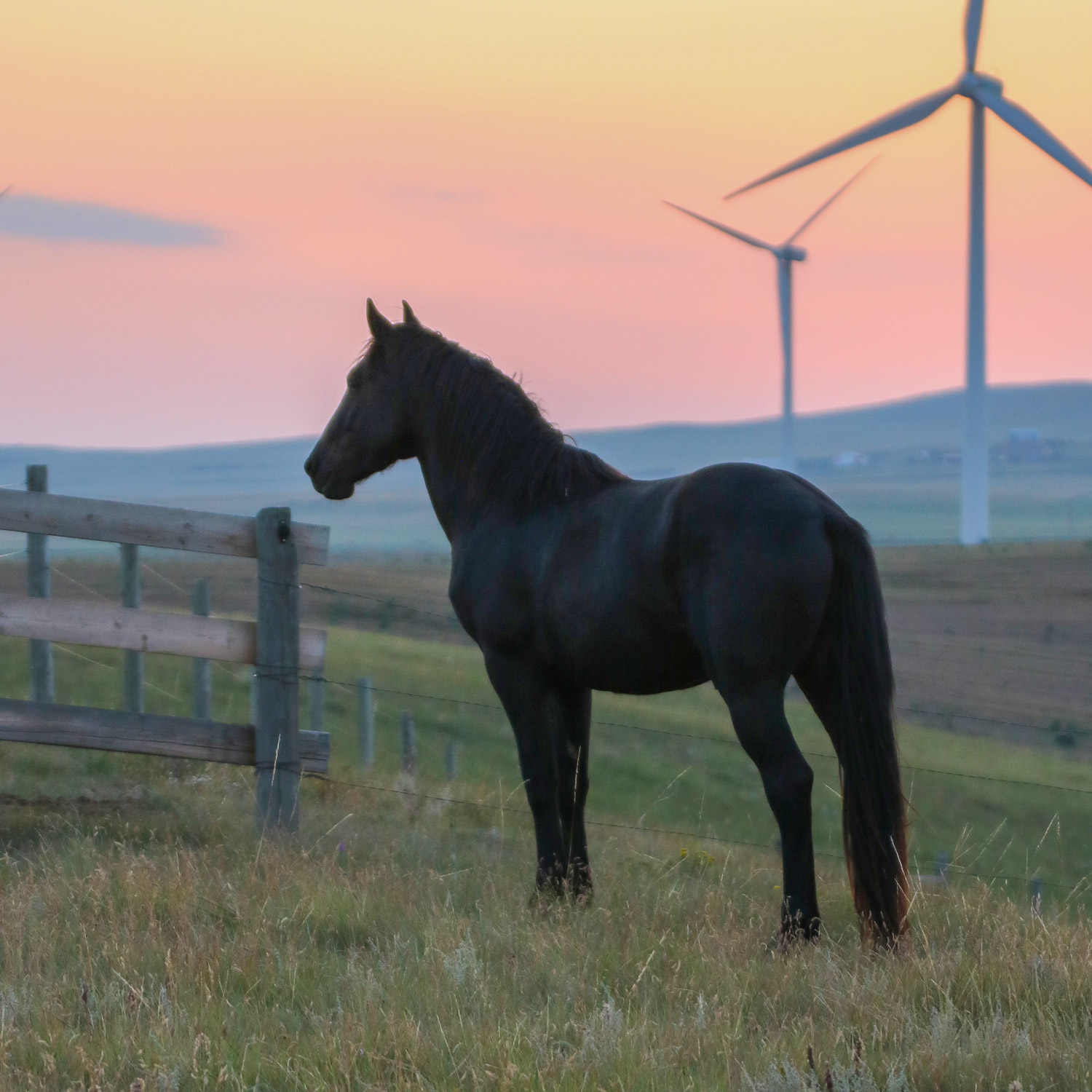 Young black Stallion Keanu standing in the field at sunset