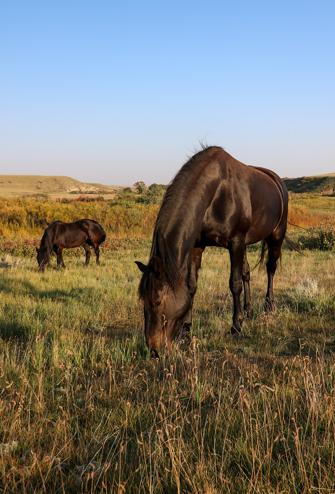 Hope and Juniper grazing at sunset in the prairie