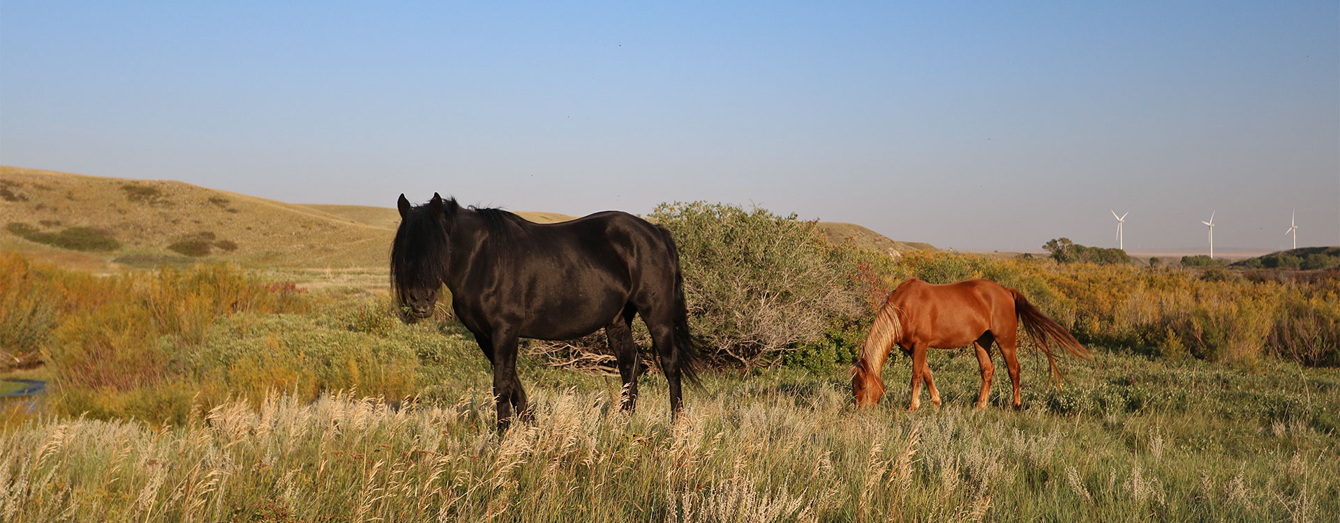 Canadian Horses Luna and Jolie standing in the prairie in golden hour