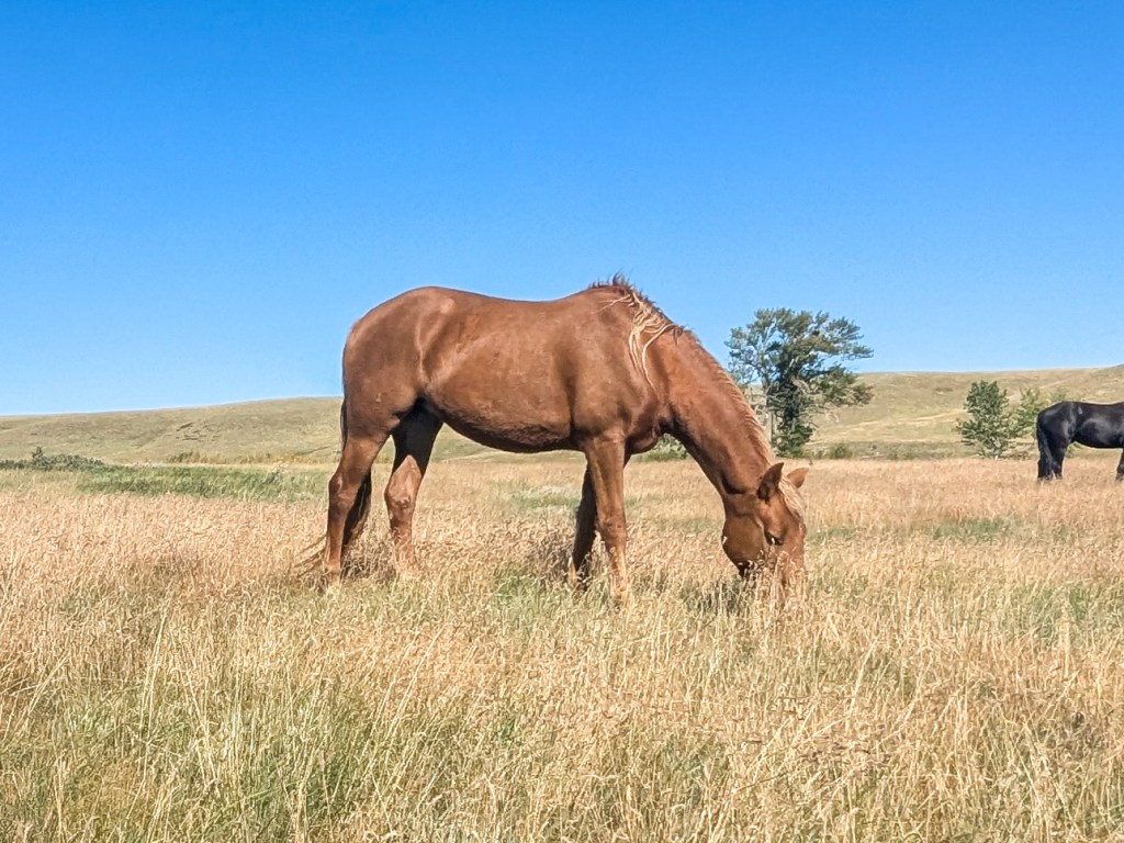 Jolie standing in the field
