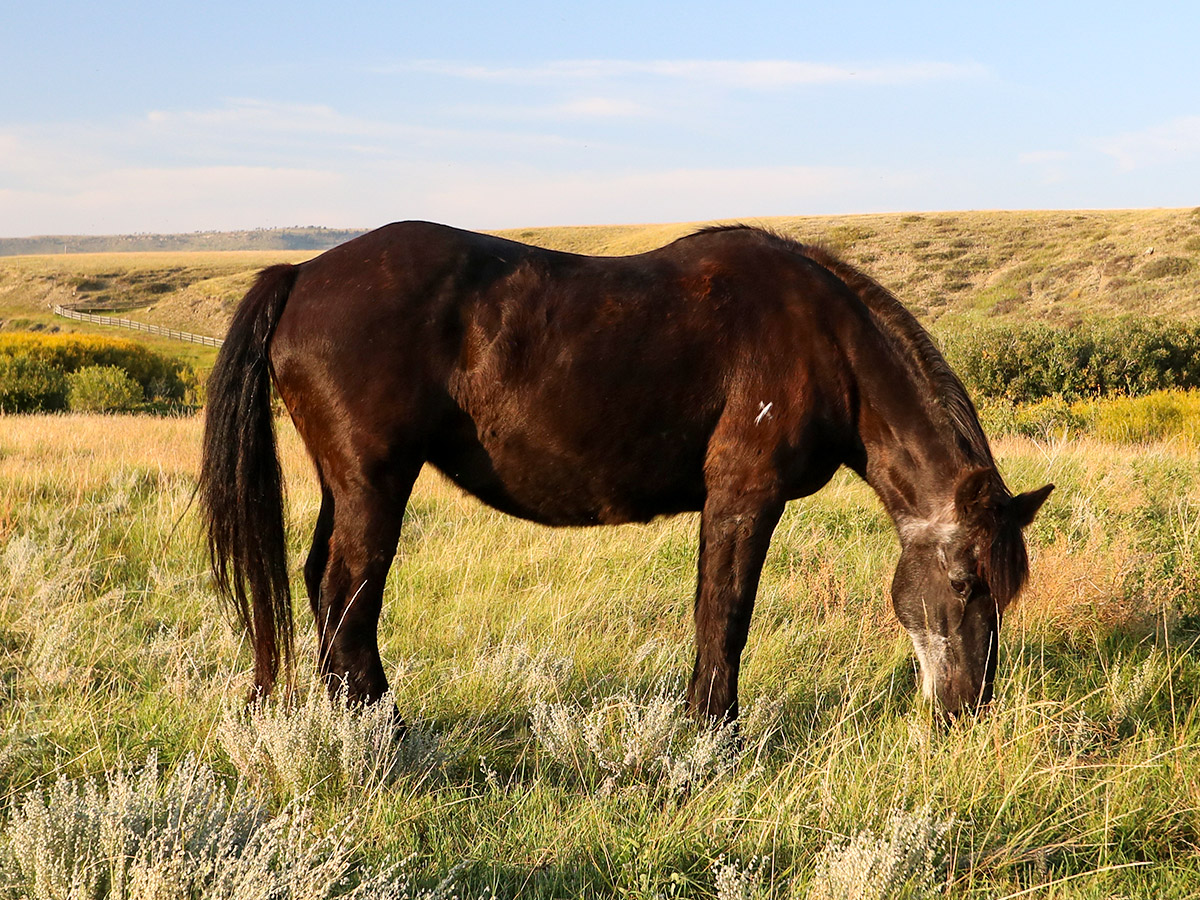 Maddy grazing in the field