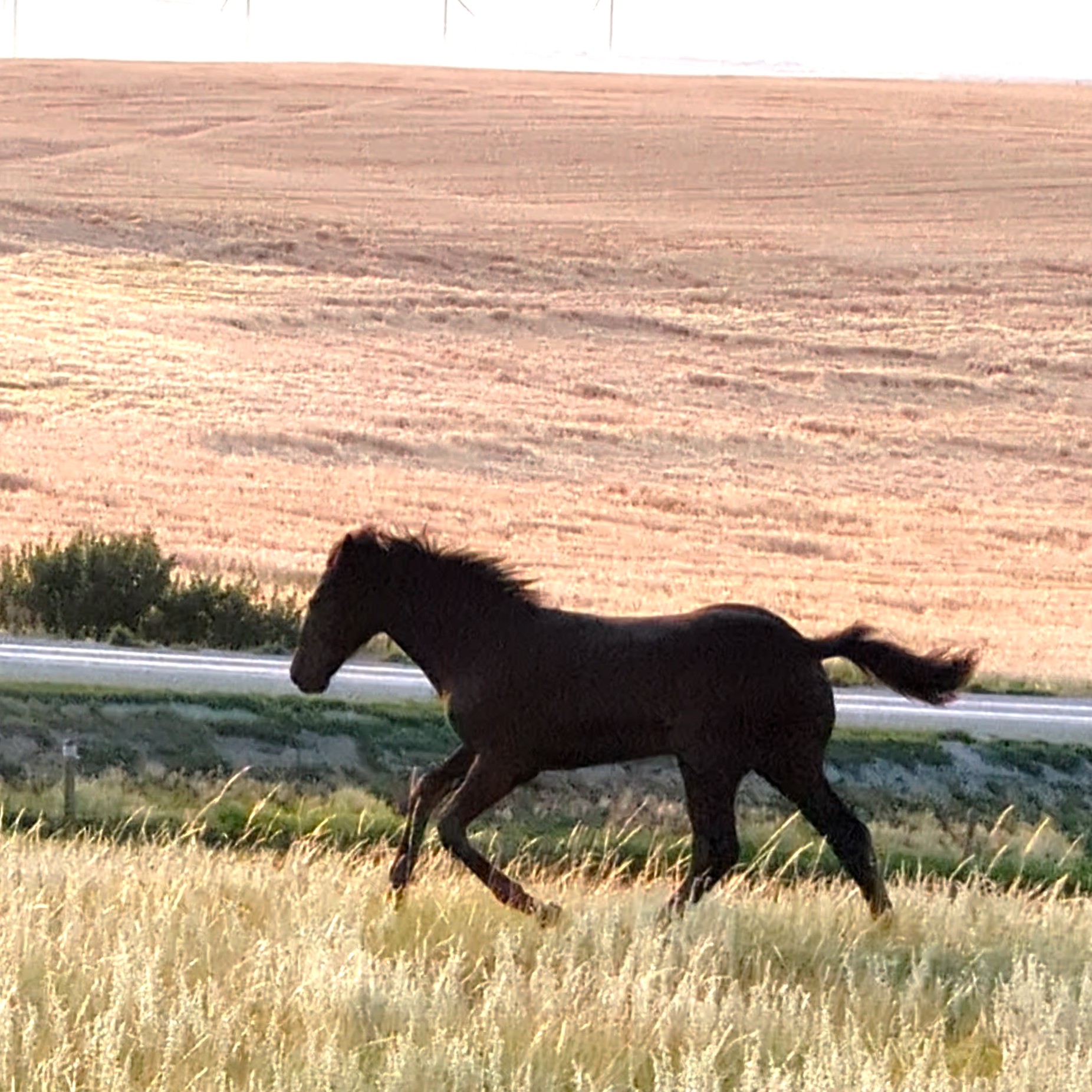 Windy Coulee Zefyr Night Ryeer