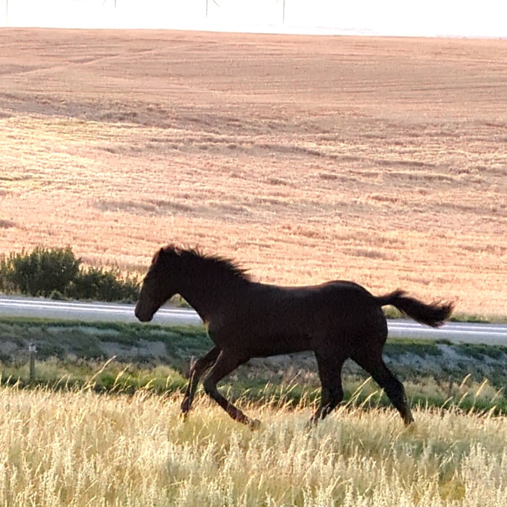 Windy Coulee Zefyr Night Ryeer